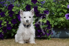 Terrier - West Highland White