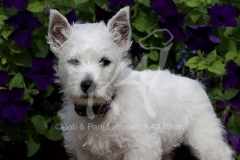Terrier - West Highland White