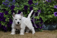 Terrier - West Highland White