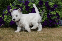 Terrier - West Highland White