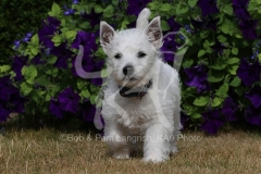 Terrier - West Highland White