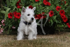 Terrier - West Highland White