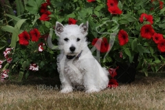 Terrier - West Highland White