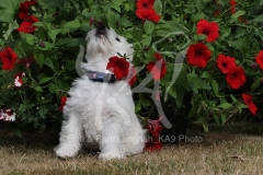 Terrier - West Highland White