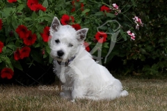 Terrier - West Highland White
