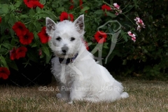 Terrier - West Highland White