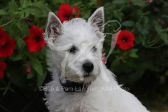 Terrier - West Highland White