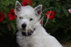 Terrier - West Highland White