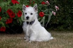 Terrier - West Highland White