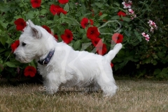 Terrier - West Highland White