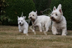 Terrier - West Highland White
