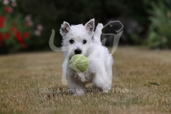 Terrier - West Highland White