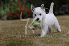 Terrier - West Highland White