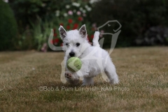 Terrier - West Highland White