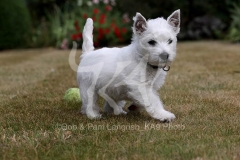 Terrier - West Highland White