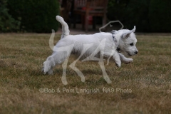 Terrier - West Highland White