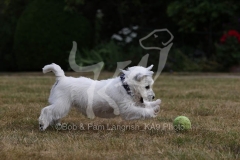 Terrier - West Highland White