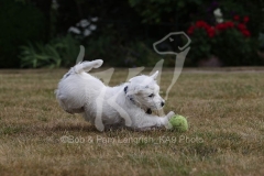 Terrier - West Highland White