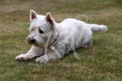 Terrier - West Highland White