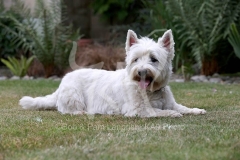 Terrier - West Highland White