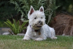 Terrier - West Highland White