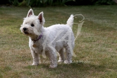Terrier - West Highland White