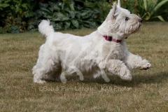 Terrier - West Highland White