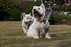 Terrier - West Highland White