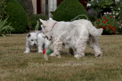 Terrier - West Highland White