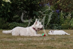 Terrier - West Highland White