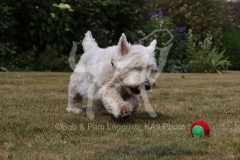 Terrier - West Highland White
