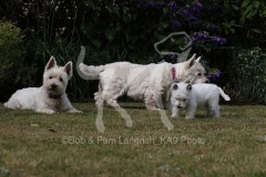 Terrier - West Highland White
