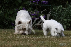 Terrier - West Highland White