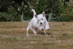Terrier - West Highland White