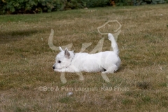 Terrier - West Highland White