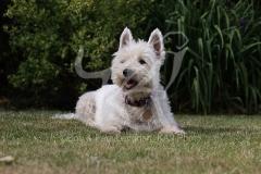 Terrier - West Highland White