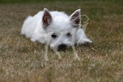 Terrier - West Highland White