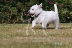 Terrier - West Highland White