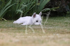 Terrier - West Highland White