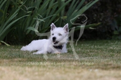 Terrier - West Highland White