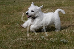 Terrier - West Highland White