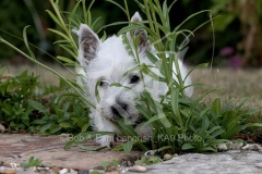 Terrier - West Highland White