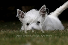 Terrier - West Highland White