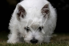 Terrier - West Highland White