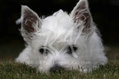 Terrier - West Highland White
