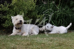 Terrier - West Highland White