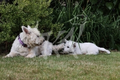 Terrier - West Highland White