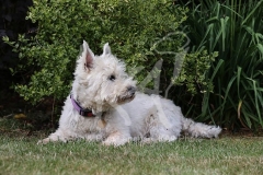 Terrier - West Highland White