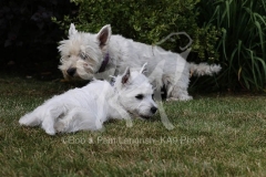 Terrier - West Highland White