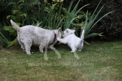 Terrier - West Highland White